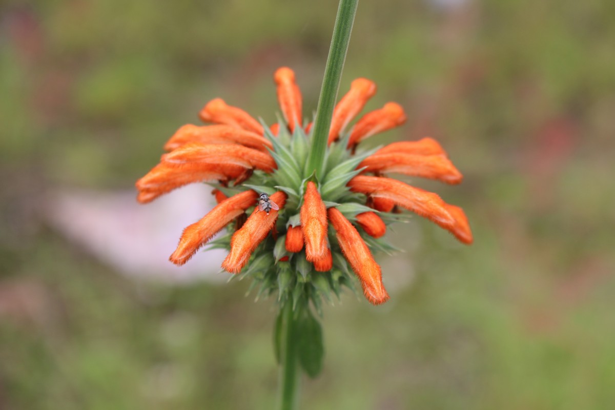 Leonotis nepetifolia (L.) R.Br.